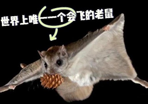 迷你世界怎么驯服飞鼠