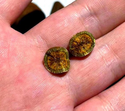 九阴真经牛黄有什么用